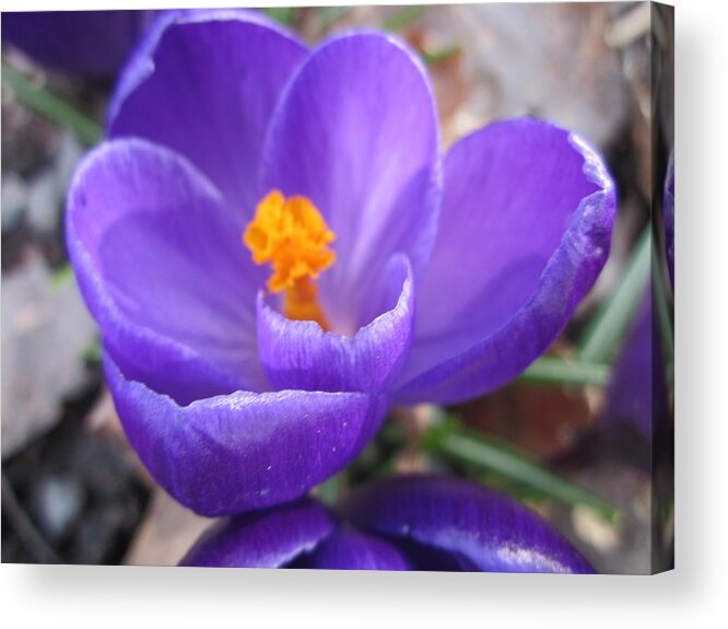 Blue Acrylic Print featuring the photograph Springjoy by Rosita Larsson