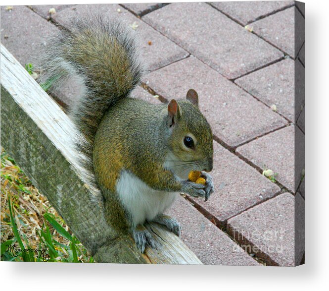 Squirrel Acrylic Print featuring the photograph A Two-Nut Lunch by Mariarosa Rockefeller