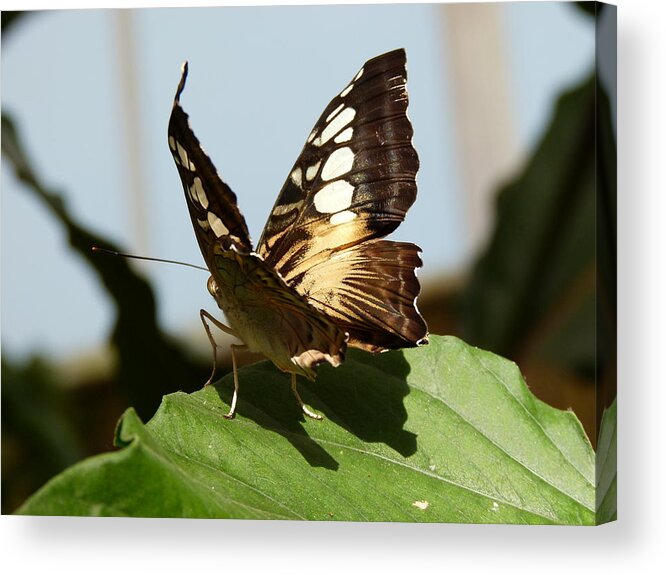 Butterflies Acrylic Print featuring the photograph A visitor by Janina Suuronen