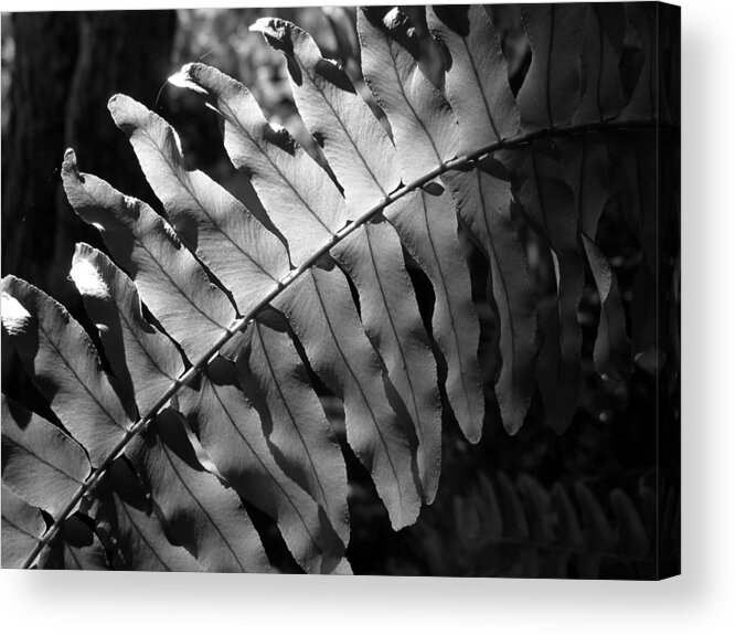 Fern Acrylic Print featuring the photograph Abstract - Botanical Light Play by Richard Reeve