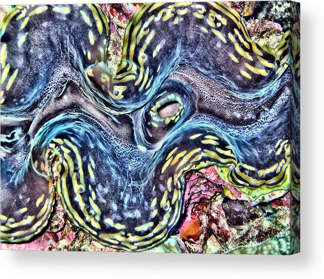 Fluted Giant Clam Acrylic Print featuring the digital art Fluted Giant Clam by Roy Pedersen