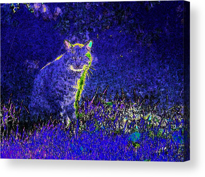 Cat Acrylic Print featuring the digital art Abstract Of Neighborhood Cat by Eric Forster