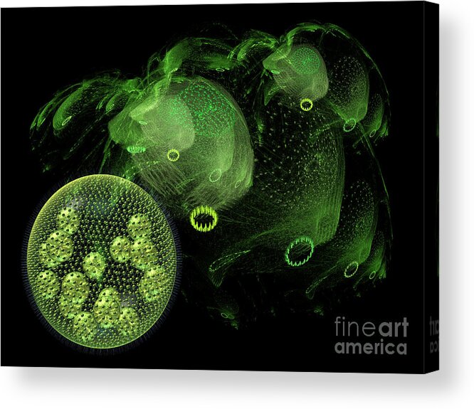 Abstract Acrylic Print featuring the digital art Abstract pond creatures by Russell Kightley