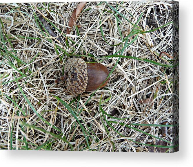 Acorn Acrylic Print featuring the photograph Acorn in Solitude by Lisa Blake