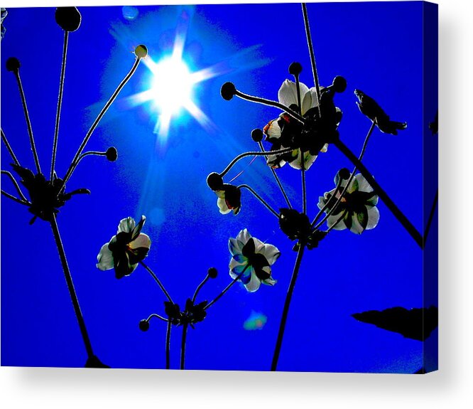 Flowers Acrylic Print featuring the photograph Affirmation by Derek Dean