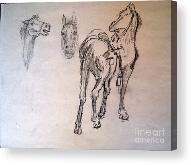 Studies Of Horses After Remington's Paintings Of Horses Acrylic Print featuring the drawing After Remington 3 by Nancy Kane Chapman