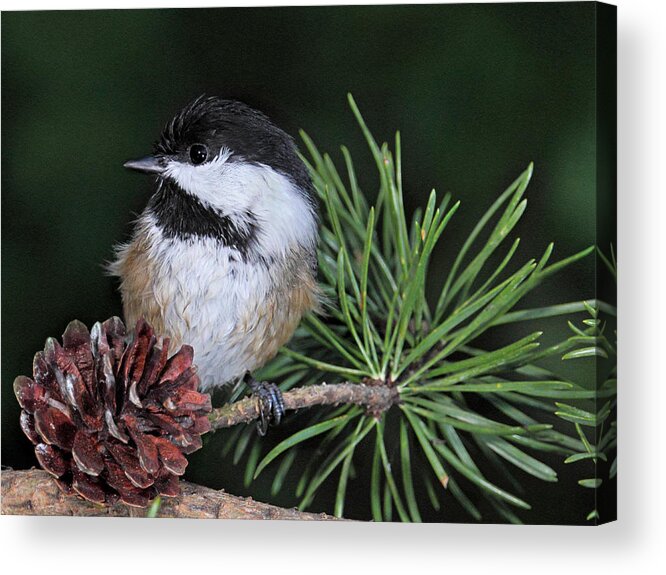 Chickadee Acrylic Print featuring the photograph After the Bath by Theo O Connor