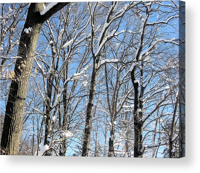 Snow Acrylic Print featuring the photograph After the Snowfall 1 by Dennis Lundell