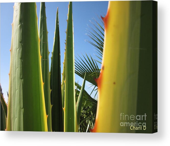 Agave Acrylic Print featuring the photograph Agaves and palm trees by Chani Demuijlder