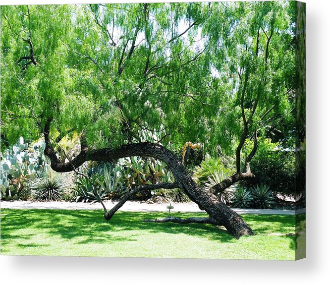 Alamo Acrylic Print featuring the photograph Alamo Twisted Tree by The GYPSY
