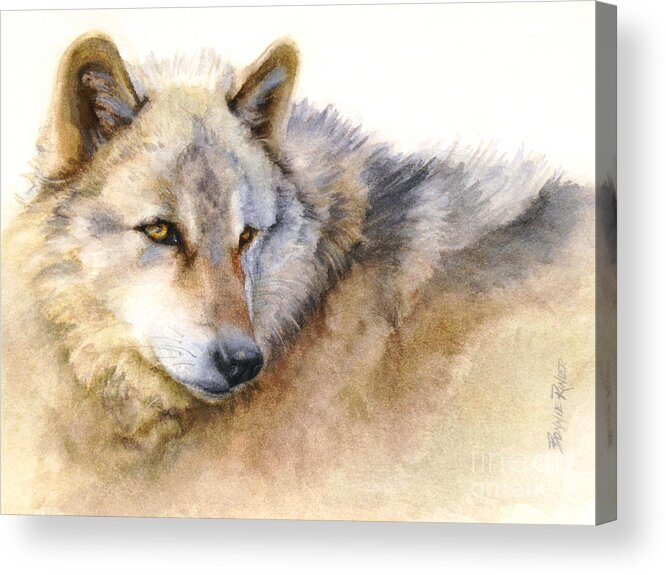 Wolf Acrylic Print featuring the painting Alaskan Gray Wolf by Bonnie Rinier