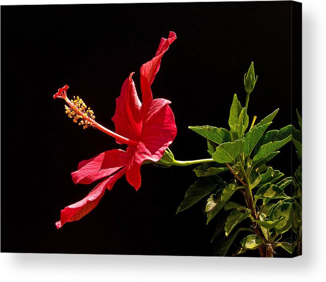 Hibiscus Acrylic Print featuring the photograph Amapola by Guillermo Rodriguez