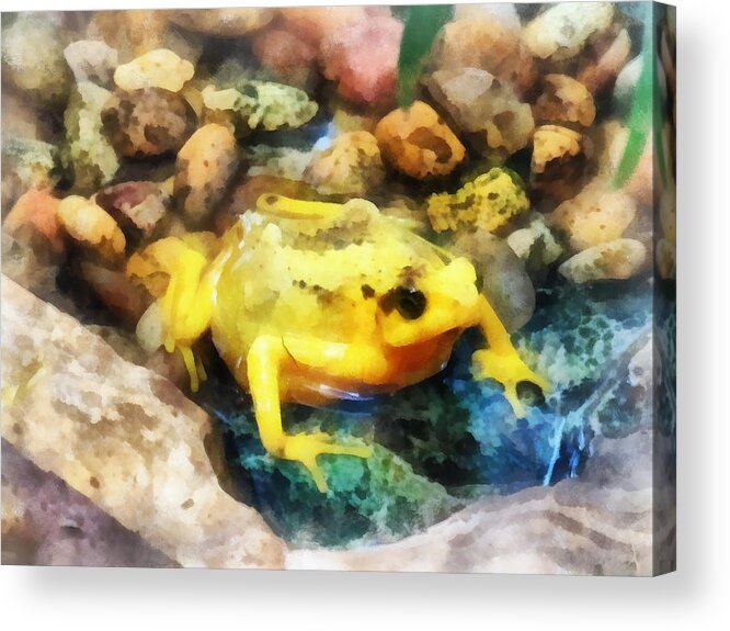 Frog Acrylic Print featuring the photograph Amphibian - Panamanian Golden Frog by Susan Savad
