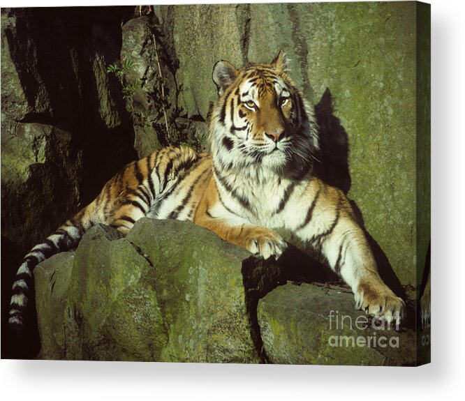 Amur Acrylic Print featuring the photograph Amur Tiger by Phil Banks