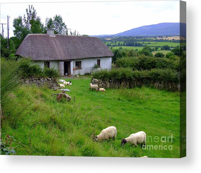 Sheep Acrylic Print featuring the photograph An old country home by Joe Cashin