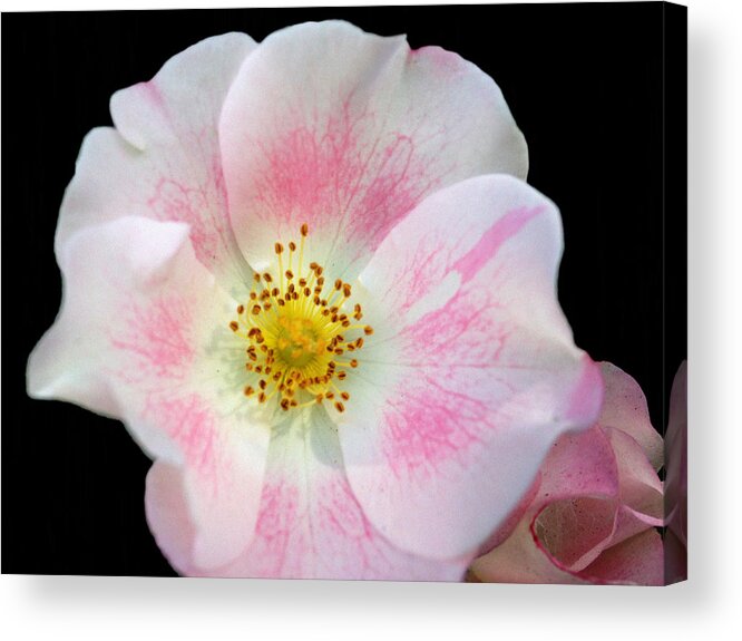 Flower Acrylic Print featuring the photograph Anemone by Larry Ferreira