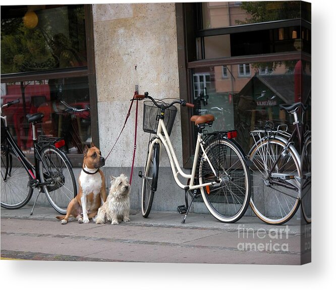 Dogs Acrylic Print featuring the photograph Anticipation by Jim Goodman