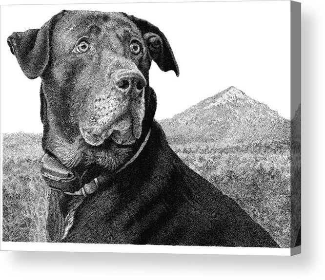 Black Lab Acrylic Print featuring the drawing Arkansas Lab by Rob Christensen
