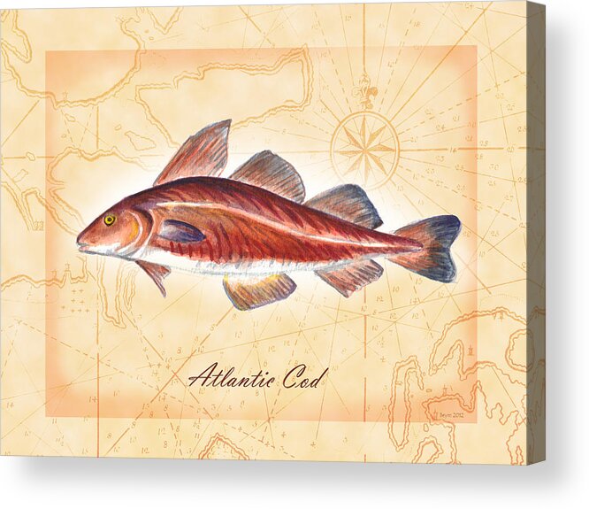 Atlantic Cod Acrylic Print featuring the painting Atlantic Cod by Clara Sue Beym