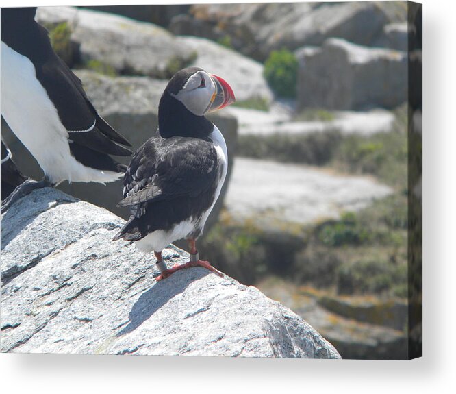 Atlantic Puffin Acrylic Print featuring the photograph Atlantic Puffin 2 by James Petersen