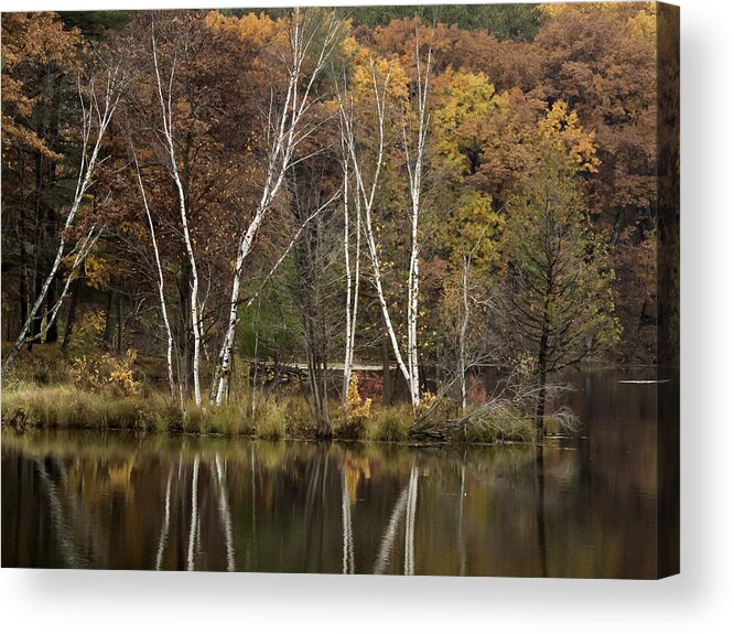 Autumn Acrylic Print featuring the photograph Autumn Birches by Thomas Young