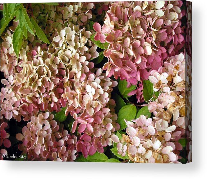 Hydrangeas Acrylic Print featuring the photograph Autumn Hydrangeas by Sandra Estes