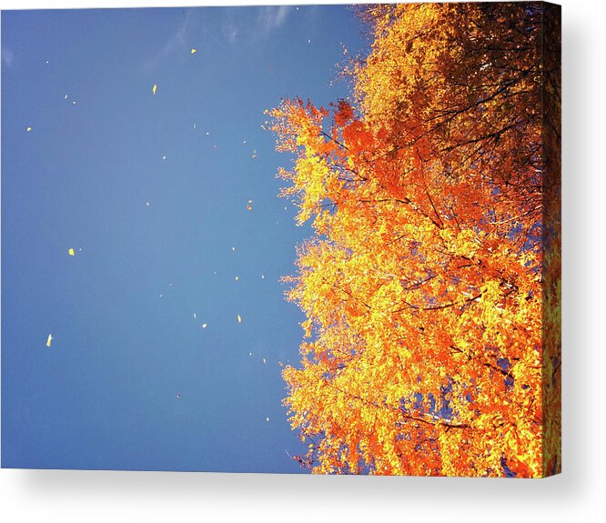 Tranquility Acrylic Print featuring the photograph Autumn Leaves Flying In The Wind by Sami Hurmerinta