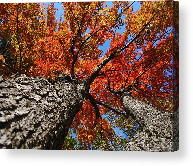 Autumn Acrylic Print featuring the photograph Autumn Maple Trees by Christina Rollo