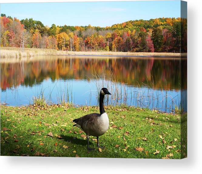 Autumn Acrylic Print featuring the photograph Autumn Pond Goose by Aimee L Maher ALM GALLERY