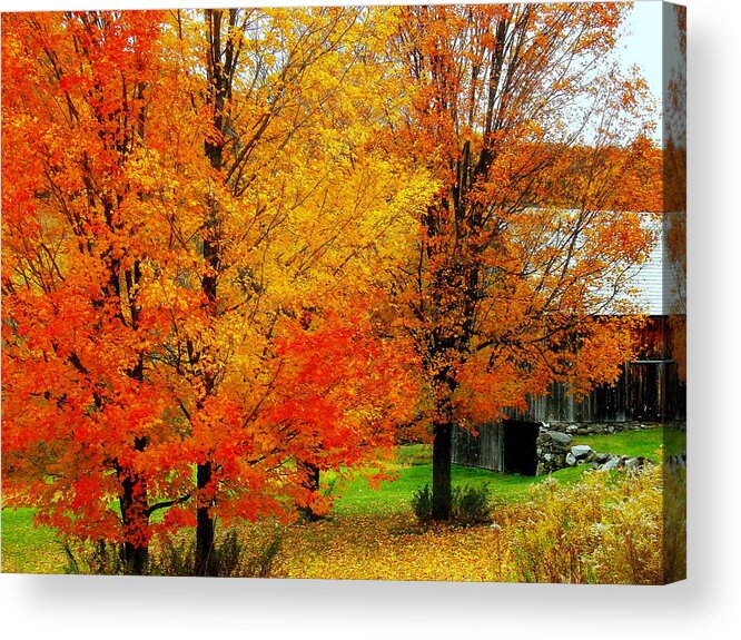 Autumn Acrylic Print featuring the photograph Autumn Trees By Barn by Rodney Lee Williams