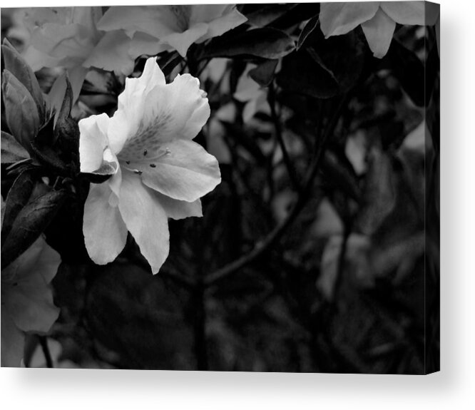 Flower Acrylic Print featuring the photograph Azalea in Black and White by Phil And Karen Rispin