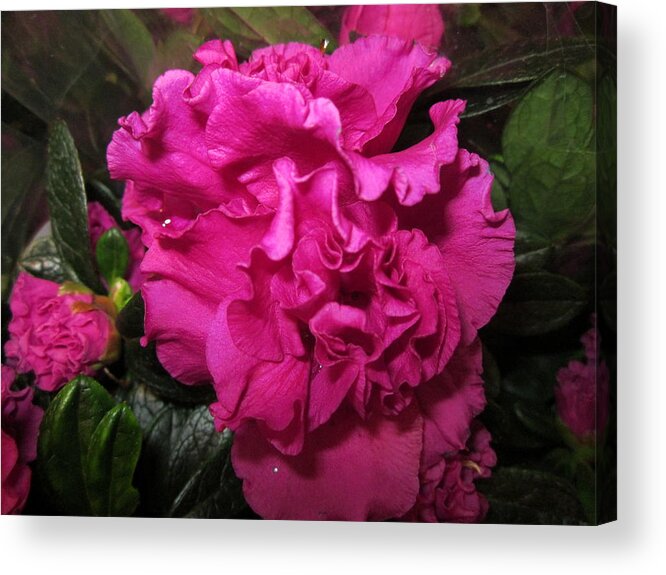 Flowerromance Acrylic Print featuring the photograph Azalea by Rosita Larsson