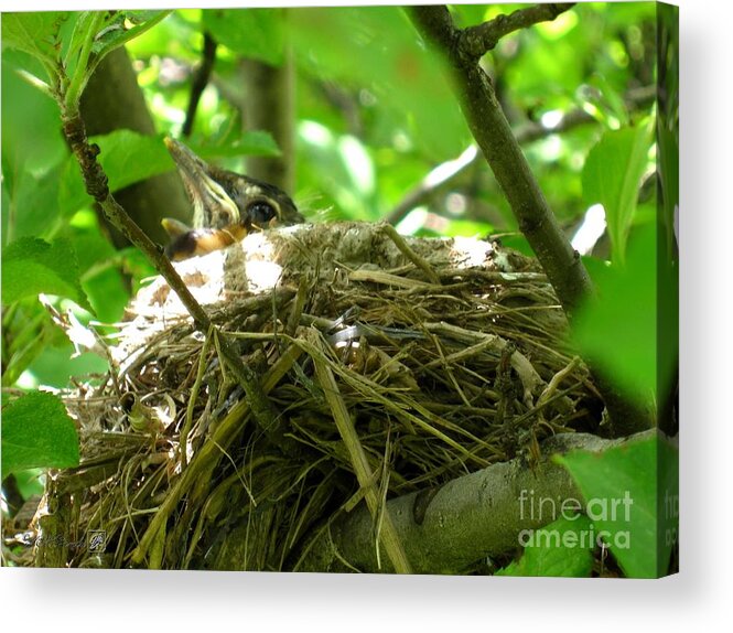 Mccombie Acrylic Print featuring the photograph Baby American Robin by J McCombie