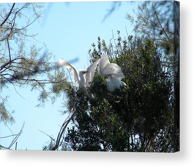 Baby Birds Acrylic Print featuring the photograph Baby birds fighting by Manuela Constantin