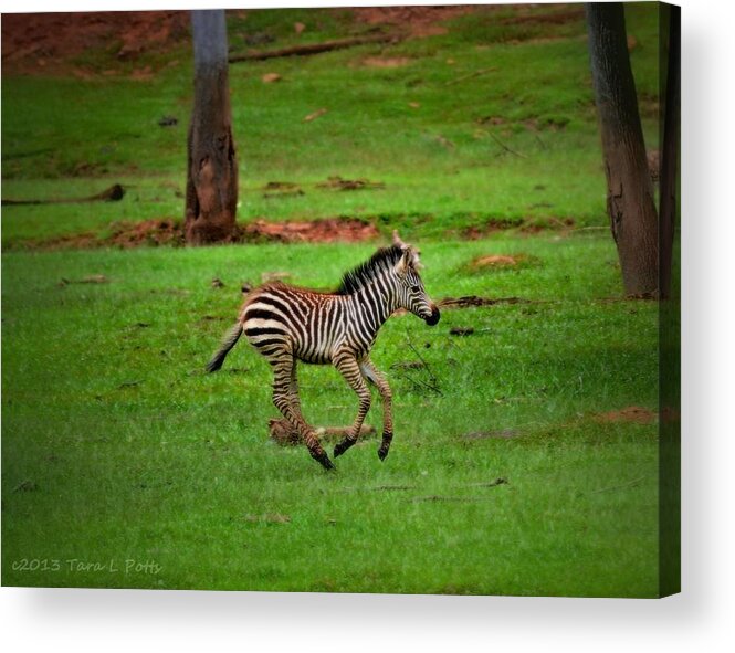Zebra Acrylic Print featuring the photograph Baby Zebra Running by Tara Potts