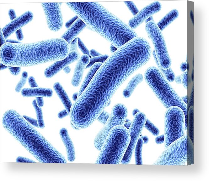 Bacteria Acrylic Print featuring the photograph Bacteria by Alfred Pasieka