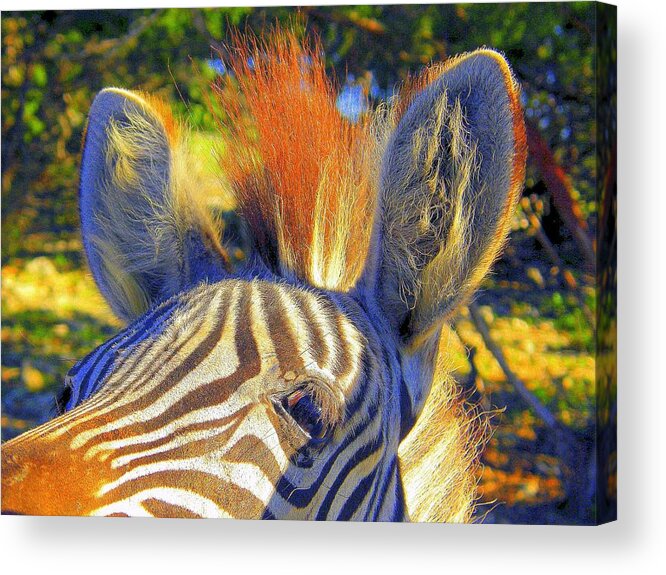 Mammals Acrylic Print featuring the photograph Bad Fur Day Sold by Antonia Citrino