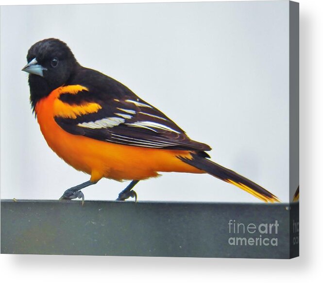 Oriole Acrylic Print featuring the photograph Baltimore Oriole Male by Judy Via-Wolff