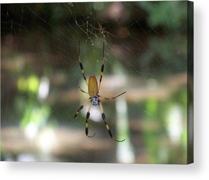 Banana Spider Acrylic Print featuring the photograph Banana Spider by J Leigh