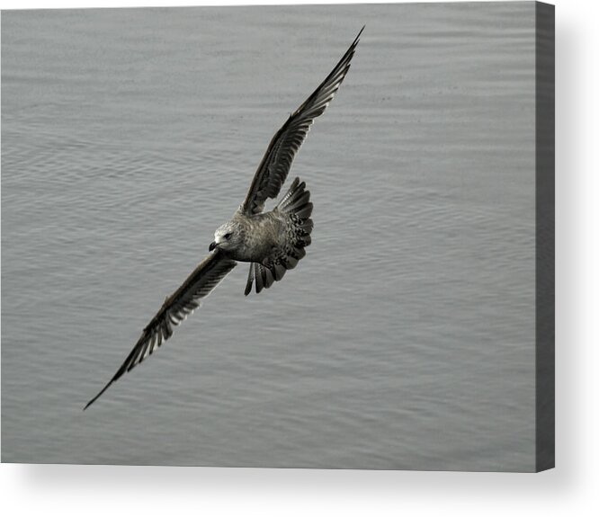 Flying Sea Gull Acrylic Print featuring the photograph Banking Left by Thomas Young
