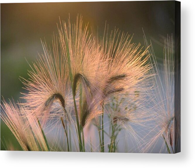Pasture Acrylic Print featuring the painting Barley by Sharon Duguay