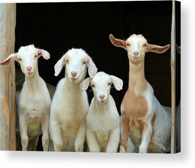 Four Goats In A Barn! Acrylic Print featuring the photograph Barnyard Buddies by Elaine Franklin
