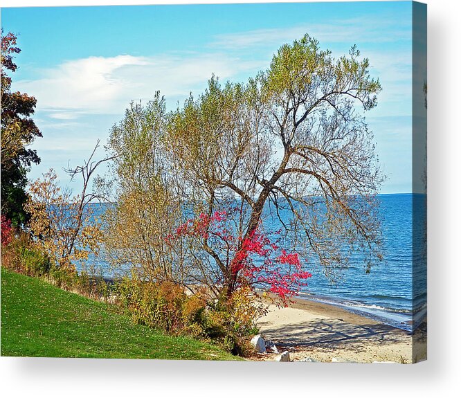 Beach Acrylic Print featuring the photograph Beach Tree by Aimee L Maher ALM GALLERY