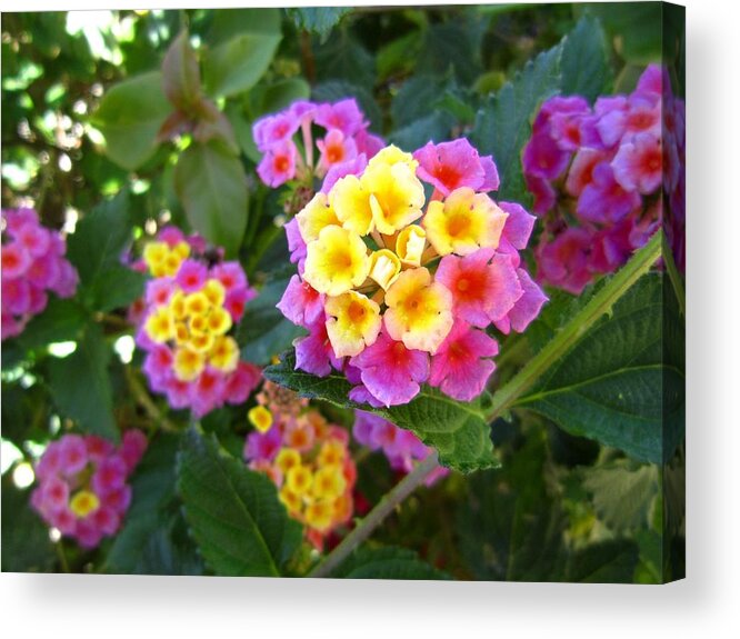 Flower Acrylic Print featuring the photograph Beaucoup of Blooms by Nelson Strong