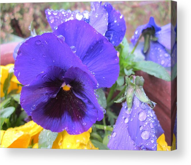 Pense Acrylic Print featuring the photograph Beauties in the rain by Rosita Larsson