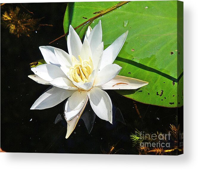 Lily Acrylic Print featuring the photograph Beautiful lily by Karin Ravasio