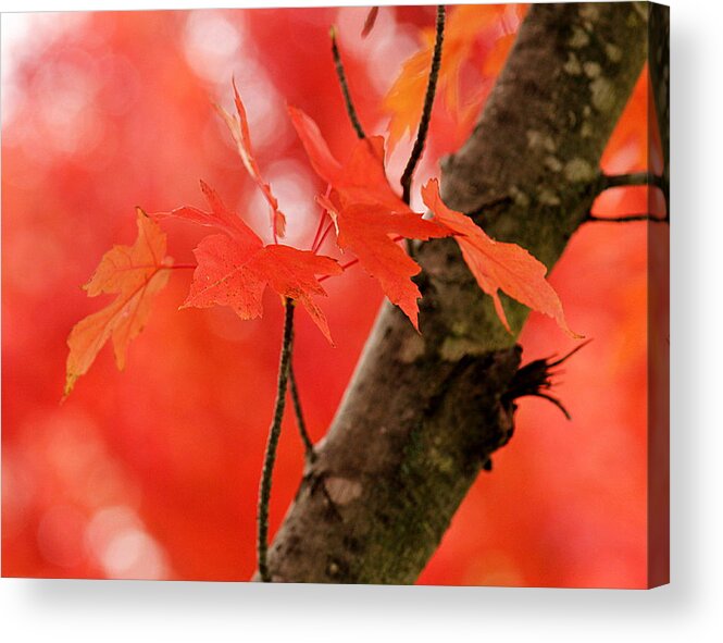 Red Acrylic Print featuring the photograph Beauty of Red by Viviana Nadowski