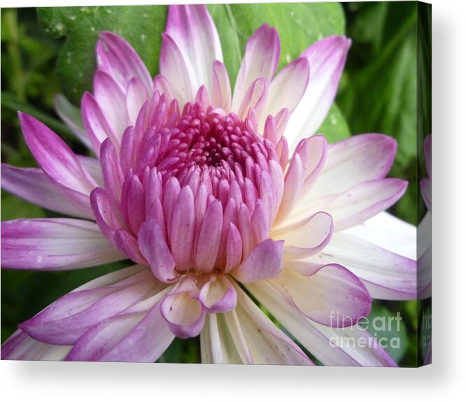 Flower Acrylic Print featuring the photograph Beauty with Double Identity by Lingfai Leung