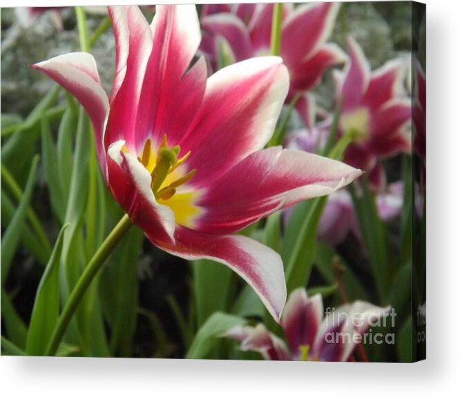 Flower Acrylic Print featuring the photograph Beauty Within by Lingfai Leung