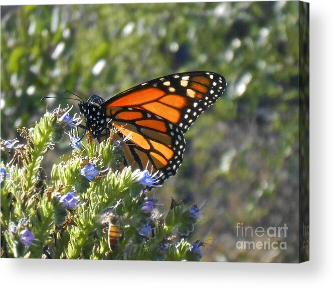 Feeding Acrylic Print featuring the photograph Bee and Monarch by Bridgette Gomes